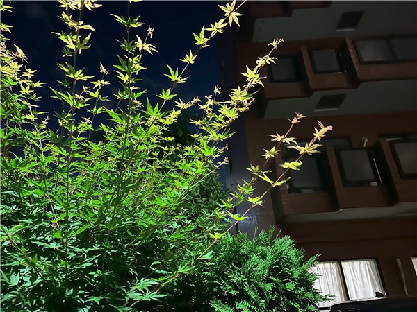 iPhone 14 Pro レビュー 夜景画像
