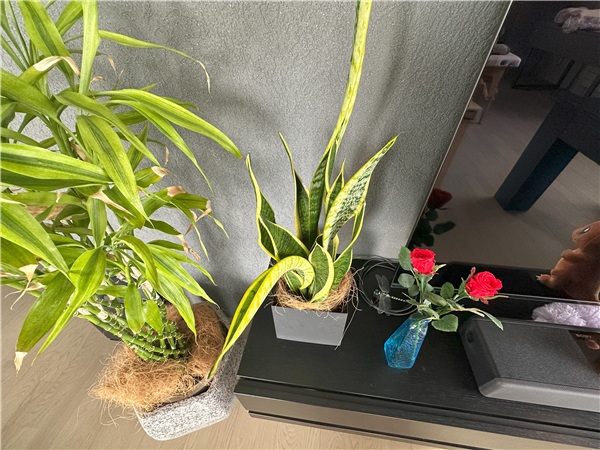 iPhone 14 Pro レビュー 植物ズーム画像0.5倍
