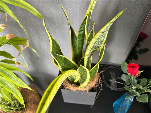 iPhone 14 Pro レビュー 植物ズーム画像1倍