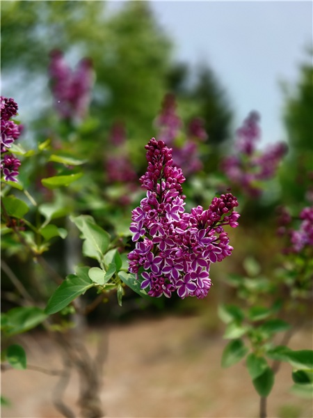 Xperia 1Ⅶレビュー　花を撮影した画像ぼかし