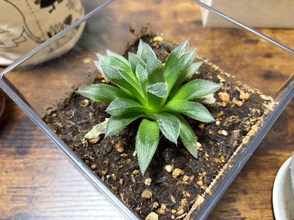 植物
