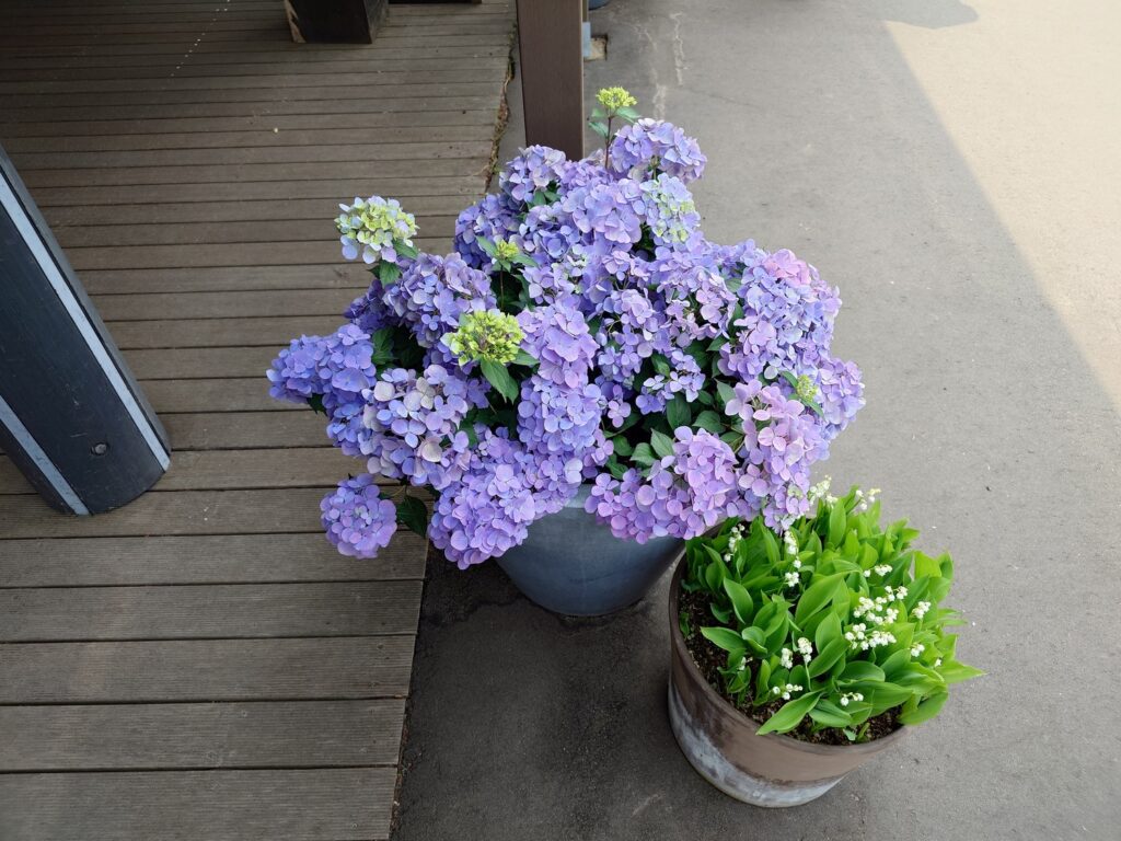 カメラ撮影 通常