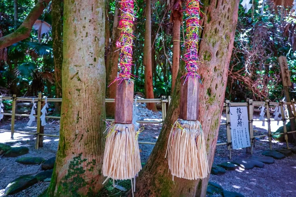 青島神社の夫婦ビロウ
