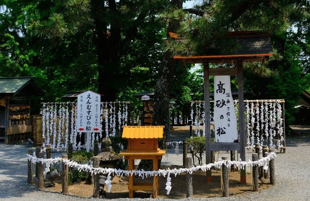 阿蘇神社の高砂の松