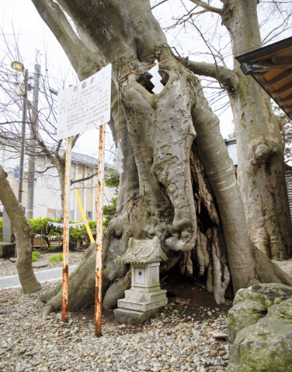 三皇熊野神社の橅木