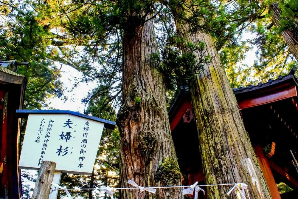 日光二荒山神社の夫婦杉
