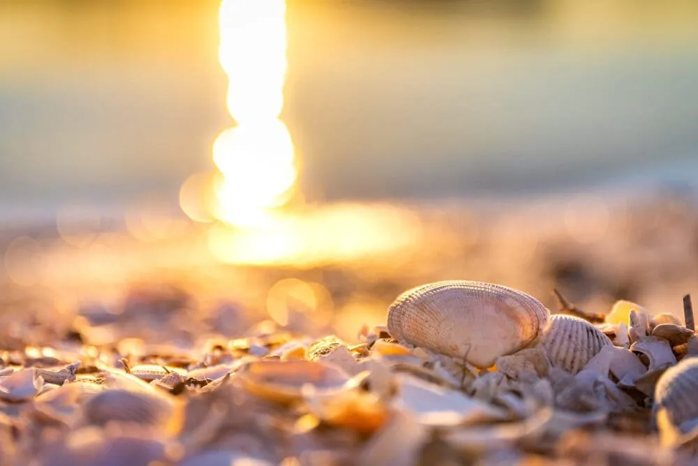 海岸にある貝殻