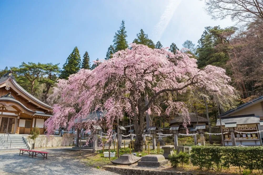 南湖神社の縁結びの桜