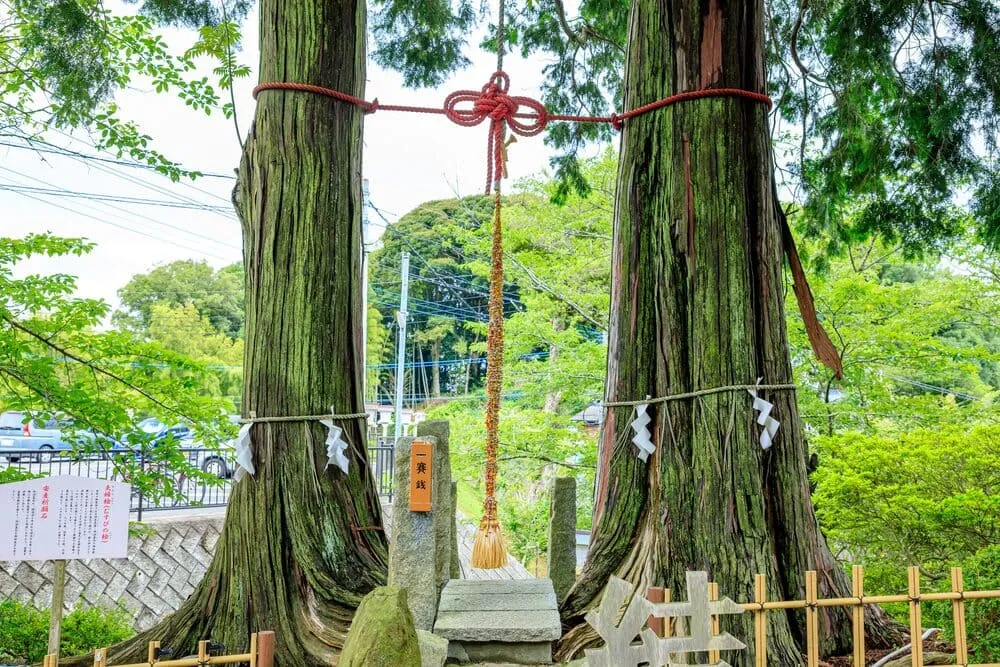 武雄神社の夫婦檜