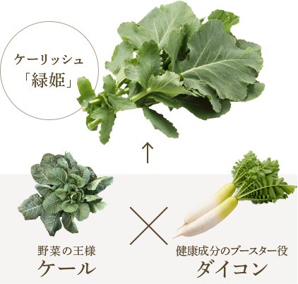 ケーリッシュ
